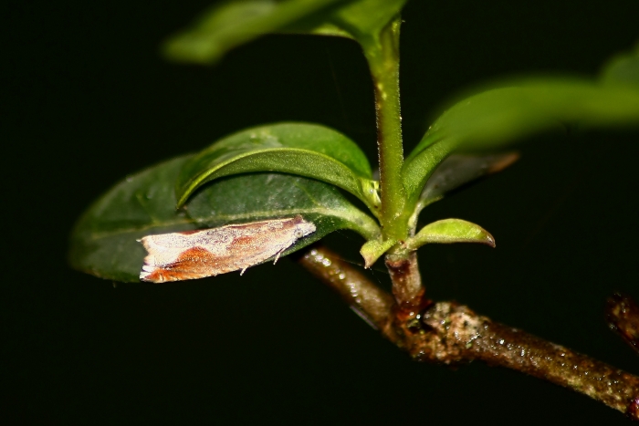 Tortricidae: cfr. Ancylis geminana